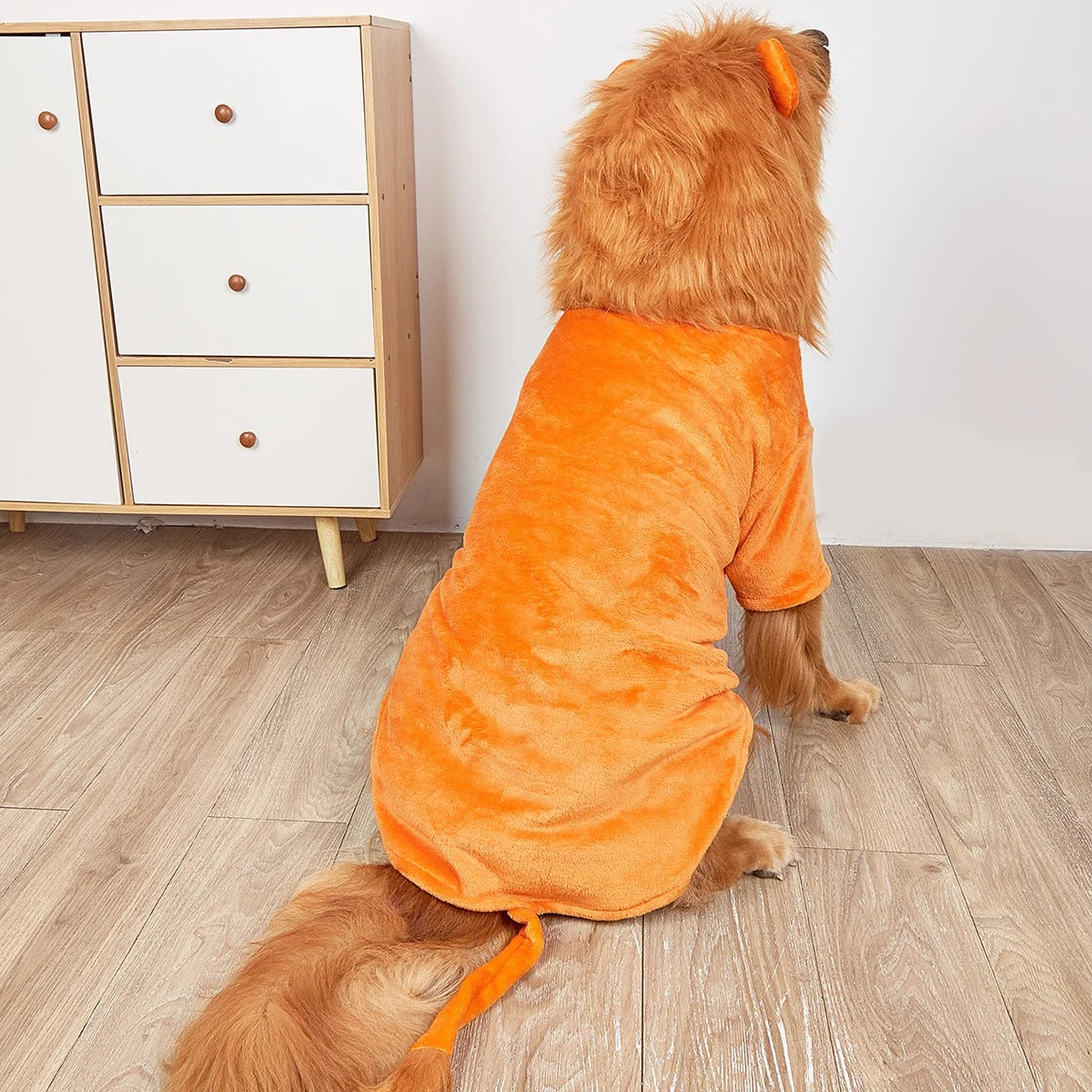 Een hond in een levendige Oranje hondenoutfit